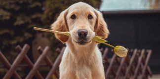 Os animais são mais humanos do que muita gente