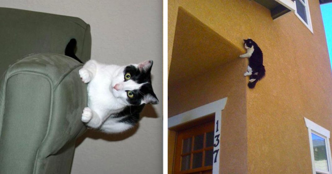24 gatos que desafiaram a lei da física e conseguiram fazer o impossível
