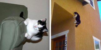 24 gatos que desafiaram a lei da física e conseguiram fazer o impossível