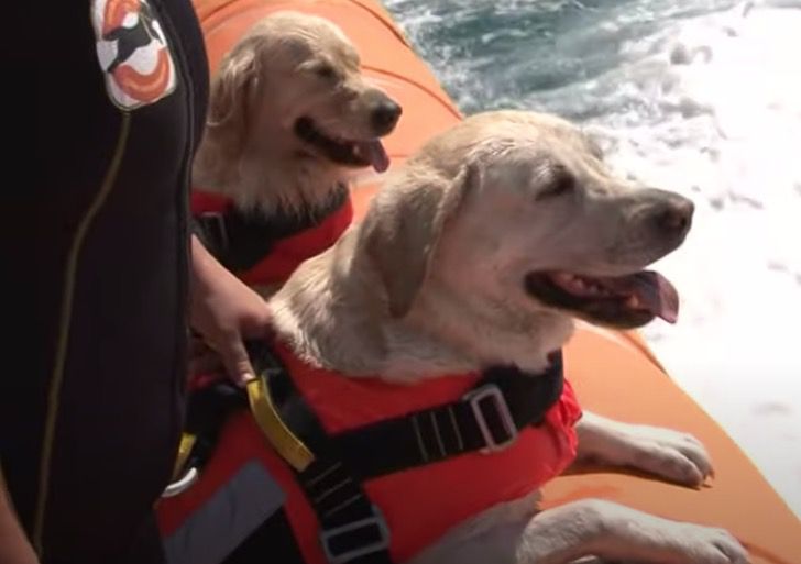 inspiringlife.pt - A Itália usa cães salva-vidas para ajudar nos resgates