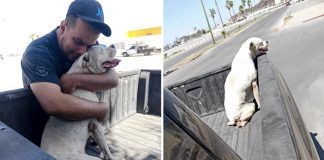 Ele levou o seu cachorro doente à última caminhada antes do descanso eterno