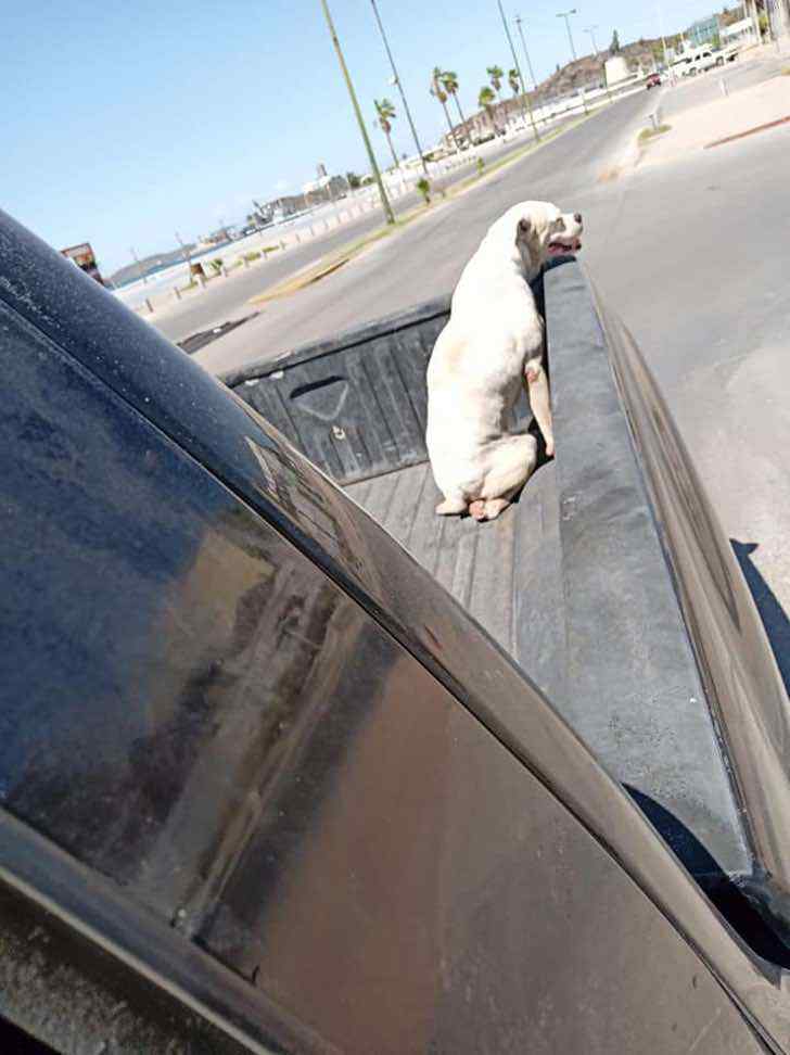 inspiringlife.pt - Ele levou o seu cachorro doente à última caminhada antes do descanso eterno