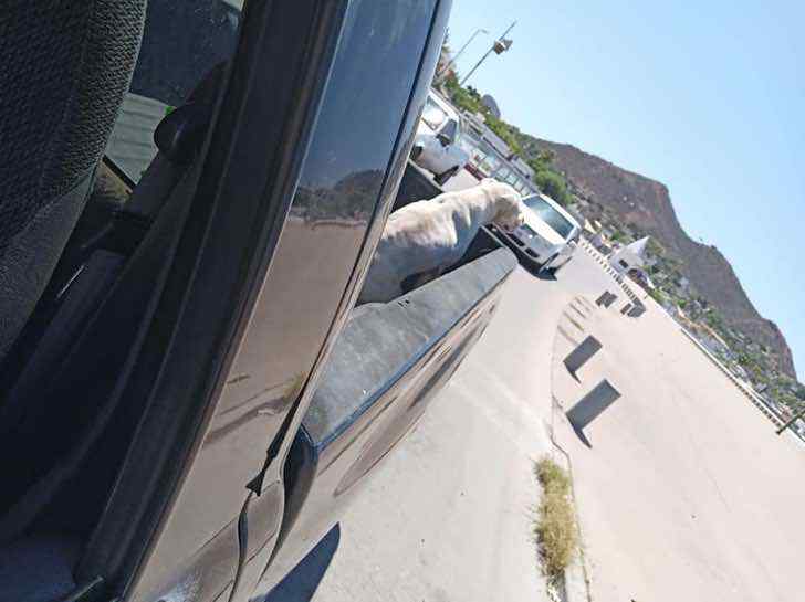 inspiringlife.pt - Ele levou o seu cachorro doente à última caminhada antes do descanso eterno