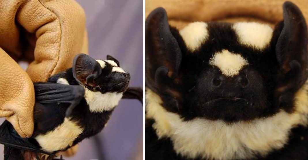Este é o pequeno morcego “panda” um animal raro que vive em África