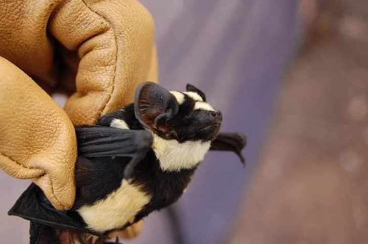 inspiringlife.pt - Este é o pequeno morcego "panda" um animal raro que vive em África