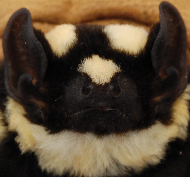 inspiringlife.pt - Este é o pequeno morcego "panda" um animal raro que vive em África