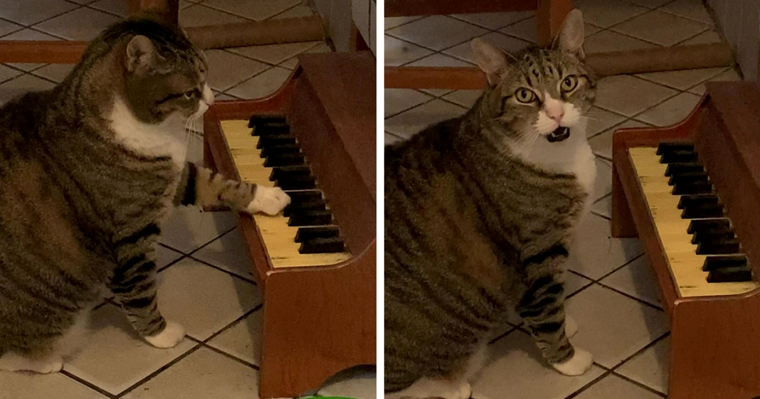 Gato toca piano para informar o seu dono quando está com fome