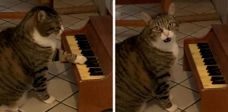 Gato toca piano para informar o seu dono quando está com fome