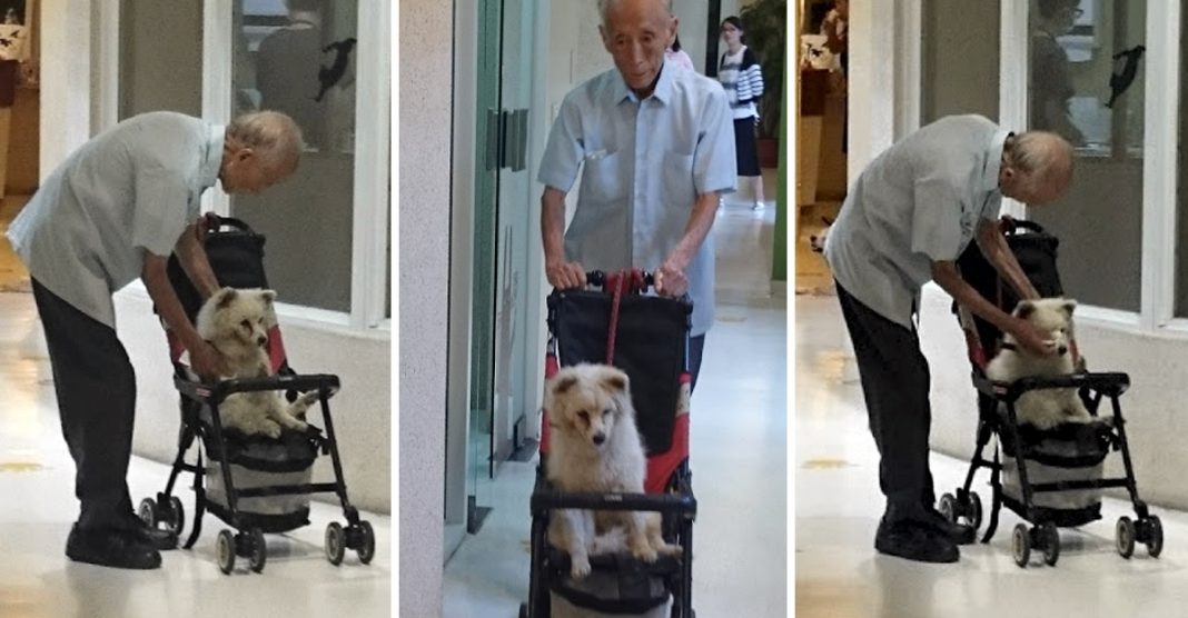 Homem idoso leva seu velho cachorro ao veterinário em um carrinho de bebé