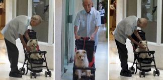 Homem idoso leva seu velho cachorro ao veterinário em um carrinho de bebé