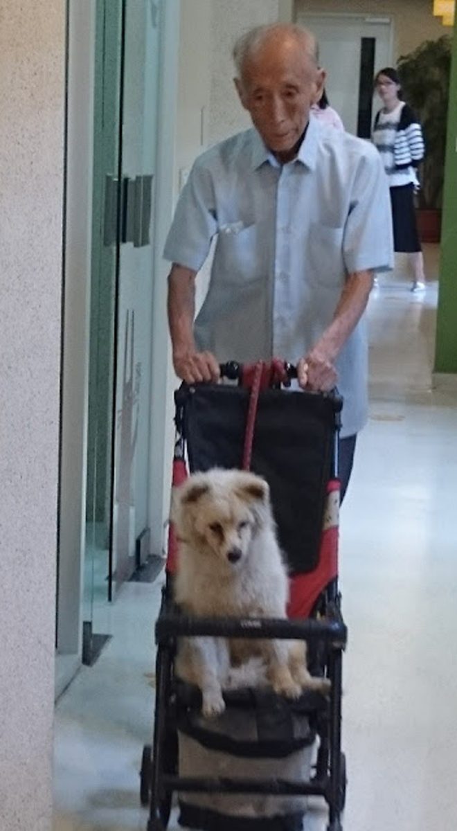inspiringlife.pt - Homem idoso leva seu velho cachorro ao veterinário em um carrinho de bebé