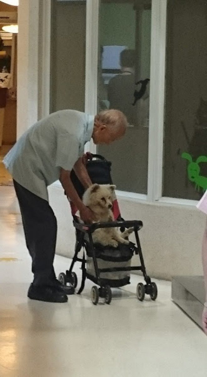 inspiringlife.pt - Homem idoso leva seu velho cachorro ao veterinário em um carrinho de bebé