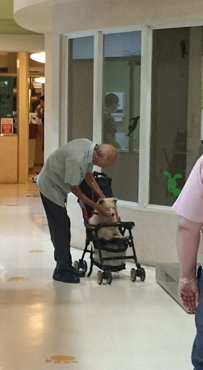 inspiringlife.pt - Homem idoso leva seu velho cachorro ao veterinário em um carrinho de bebé