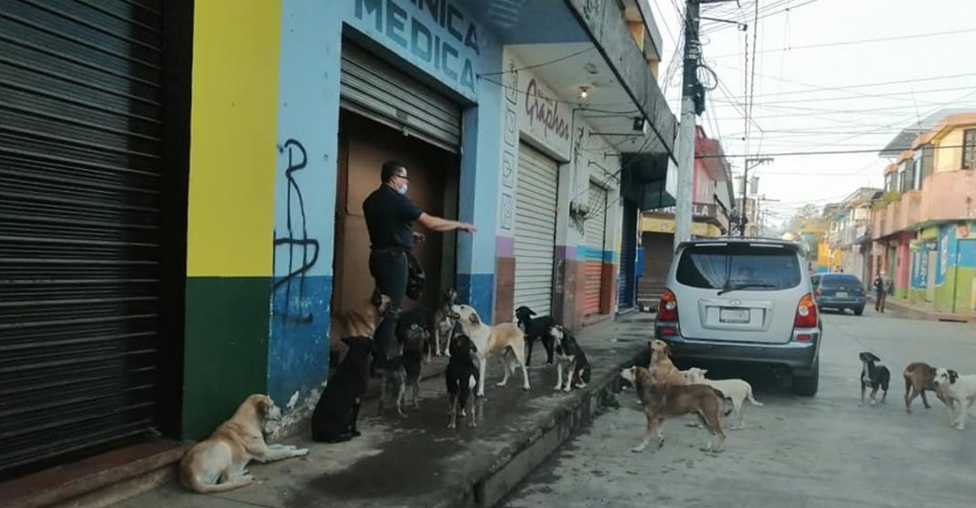 Médico alimenta diariamente cães de rua fora do seu consultório