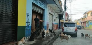Médico alimenta diariamente cães de rua fora do seu consultório