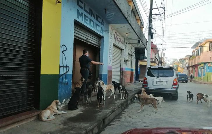 inspiringlife.pt - Médico alimenta diariamente cães de rua fora do seu consultório