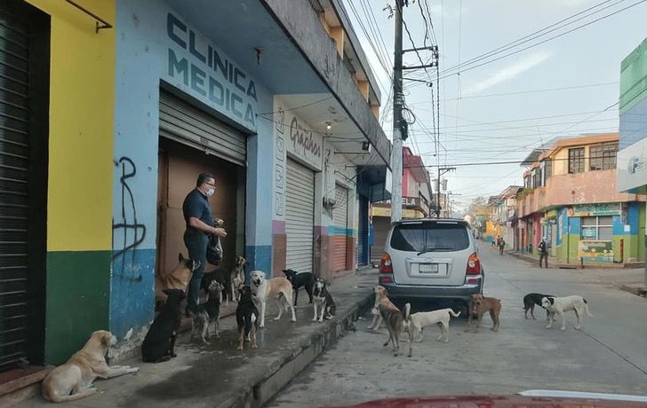 inspiringlife.pt - Médico alimenta diariamente cães de rua fora do seu consultório