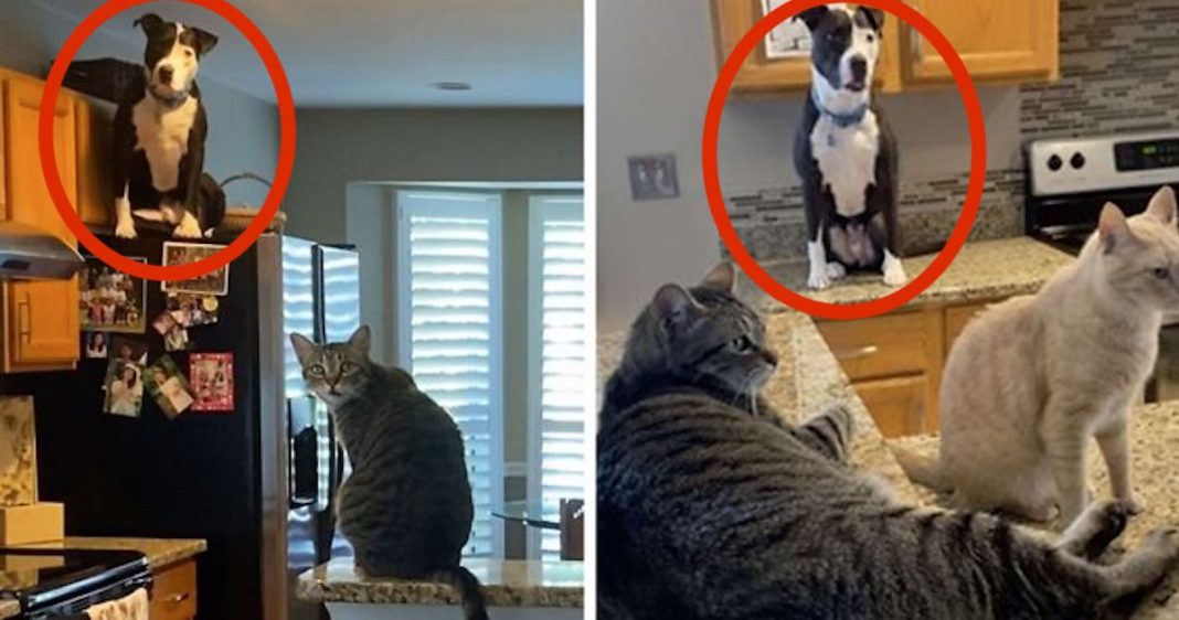 Pit Bull pensa que é um gato e os donos partilham fotos que o comprovam