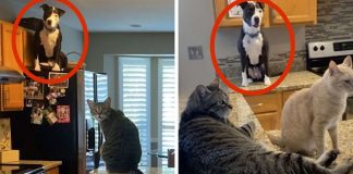 Pit Bull pensa que é um gato e os donos partilham fotos que o comprovam