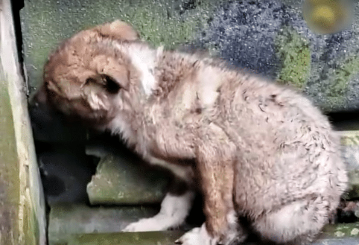 inspiringlife.pt - Cachorro resgatado estava t&atilde;o traumatizado que n&atilde;o deixava as pessoas tocar-lhe