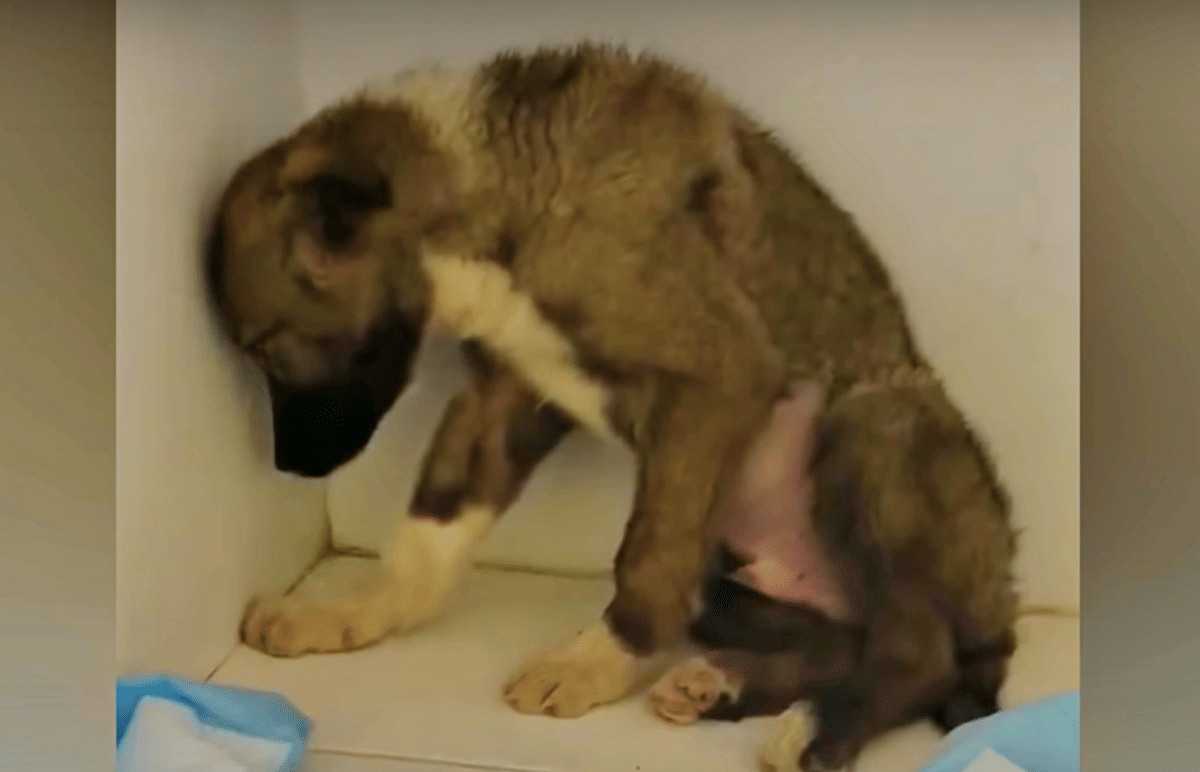 inspiringlife.pt - Cachorro resgatado estava t&atilde;o traumatizado que n&atilde;o deixava as pessoas tocar-lhe