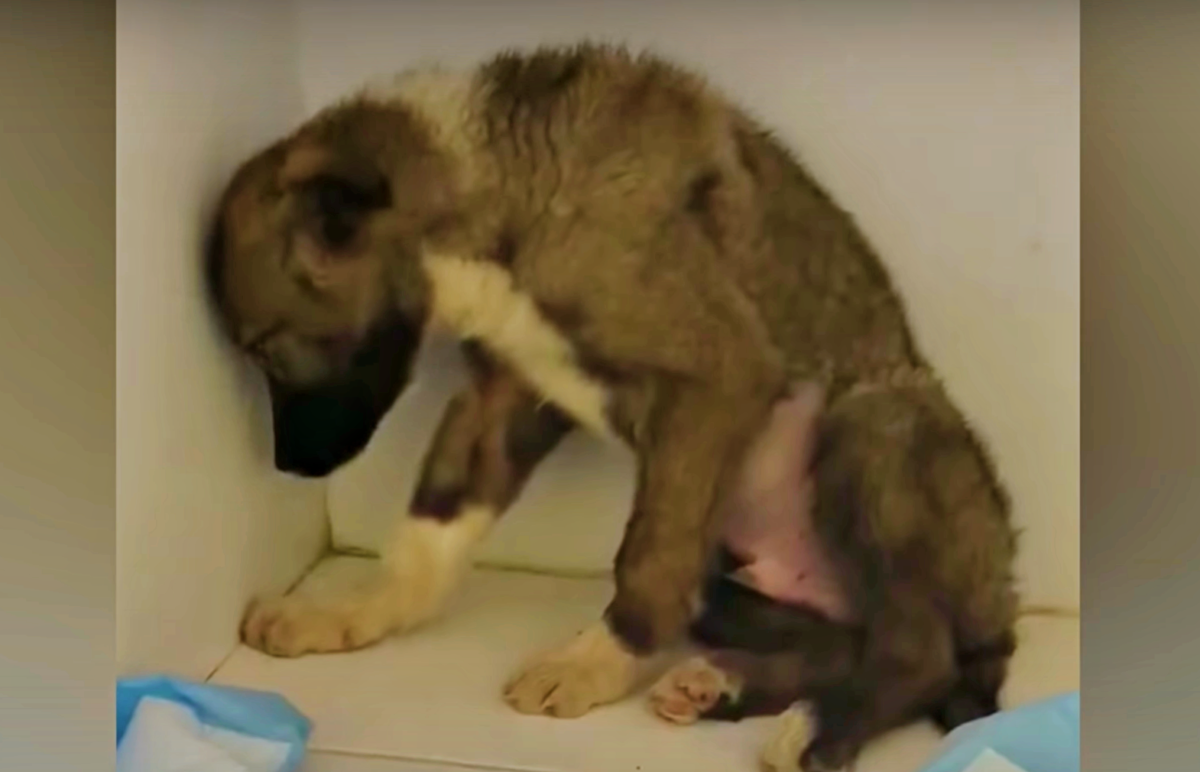 inspiringlife.pt - Cachorro resgatado estava tão traumatizado que não deixava as pessoas tocar-lhe