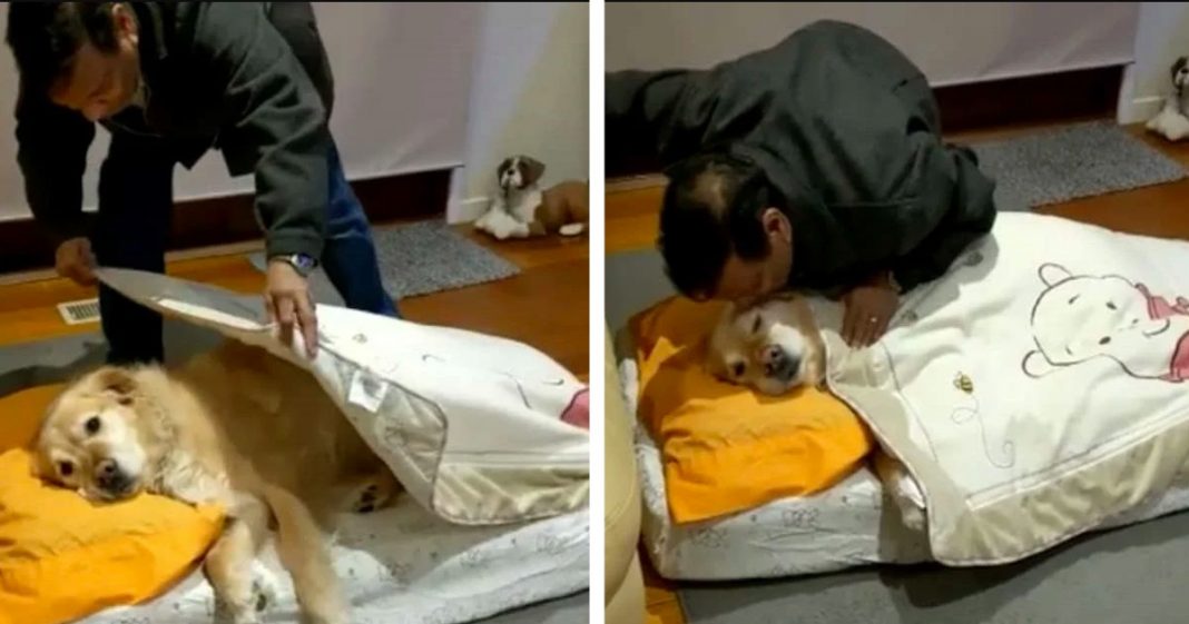 Homem que não queria um cachorro agora trata-o como um bebé