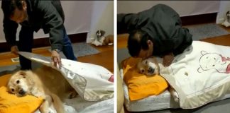 Homem que não queria um cachorro agora trata-o como um bebé