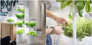 Jardins verticais permitem cultivar até 76 plantas dentro de casa