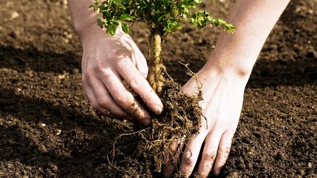 inspiringlife.pt - Nas Filipinas foi aprovada uma lei que exige que os alunos plantem 10 árvores para se formar