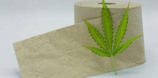 Papel higiénico de Cannabis pode salvar milhões de árvores por ano