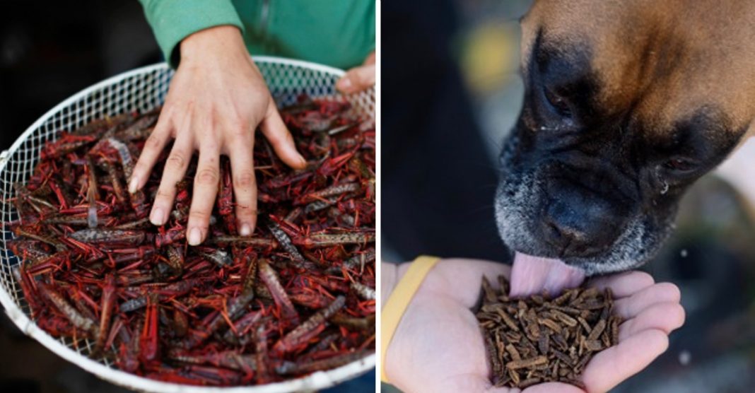 A Nestlé lança rações para cães à base de insetos