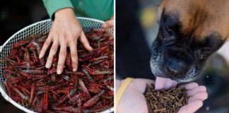 A Nestlé lança rações para cães à base de insetos