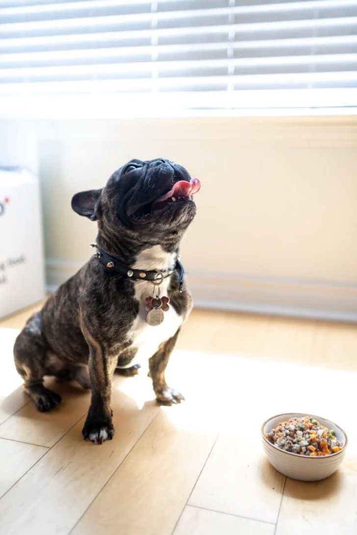 inspiringlife.pt - A Nestlé lança rações para cães à base de insetos