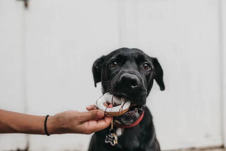 inspiringlife.pt - A Nestlé lança rações para cães à base de insetos