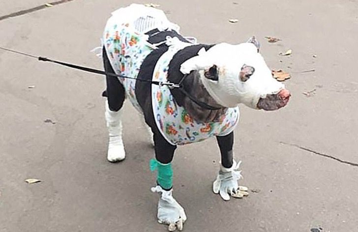 inspiringlife.pt - Cachorra grávida resgatou 4 pacientes de um hospital em chamas