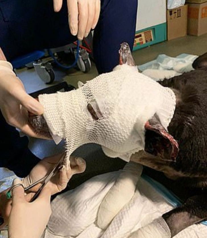 inspiringlife.pt - Cachorra grávida resgatou 4 pacientes de um hospital em chamas