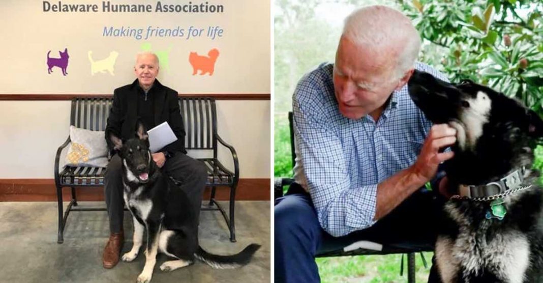Joe Biden terá o primeiro cão resgatado na Casa Branca