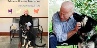 Joe Biden terá o primeiro cão resgatado na Casa Branca