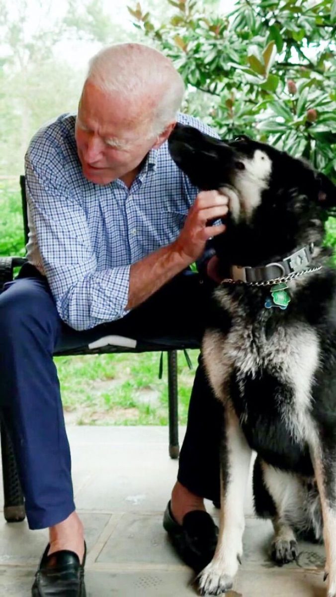 inspiringlife.pt - Joe Biden terá o primeiro cão resgatado na Casa Branca