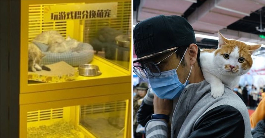 Máquinas oferecem cães e gatos como prémios num shopping chinês