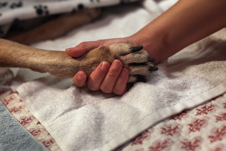 inspiringlife.pt - Menina escreve carta a Deus a pedir-lhe para cuidar do seu falecido cachorro no céu