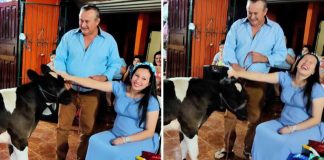 Mulher sorri ao receber uma vaca do seu sogro no chá de bebé