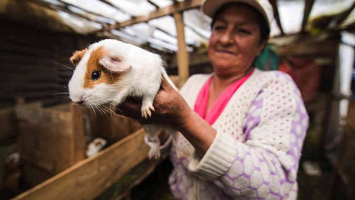 inspiringlife.pt - Os peruanos são premiados por criarem linguiças à base de porquinhos da índia