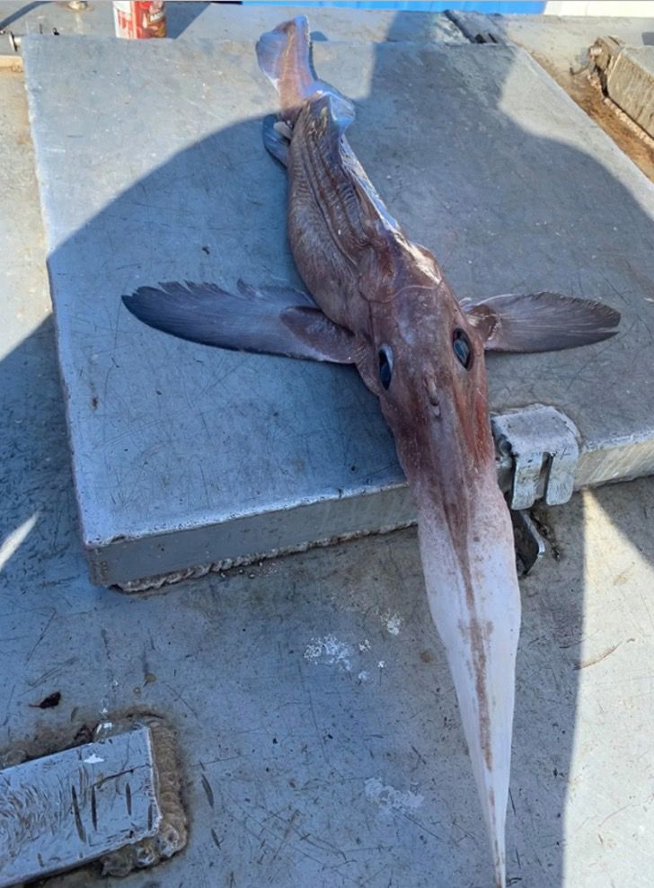 inspiringlife.pt - Pescador lançou rede a 800 metros de profundidade e pescou um “peixe fantasma”
