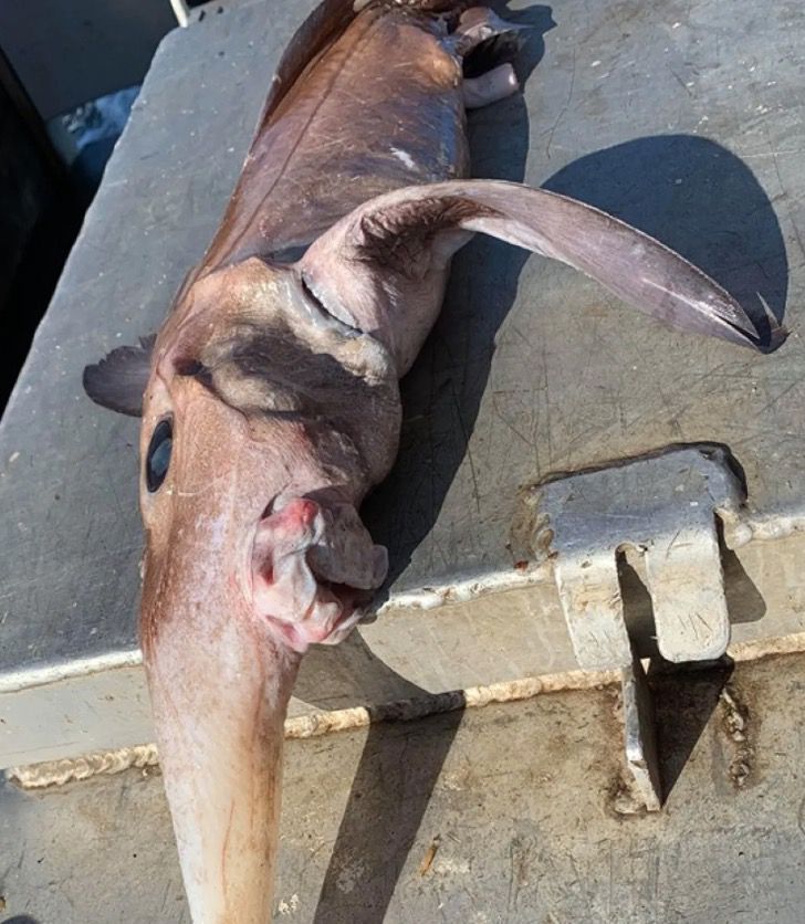 inspiringlife.pt - Pescador lançou rede a 800 metros de profundidade e pescou um “peixe fantasma”