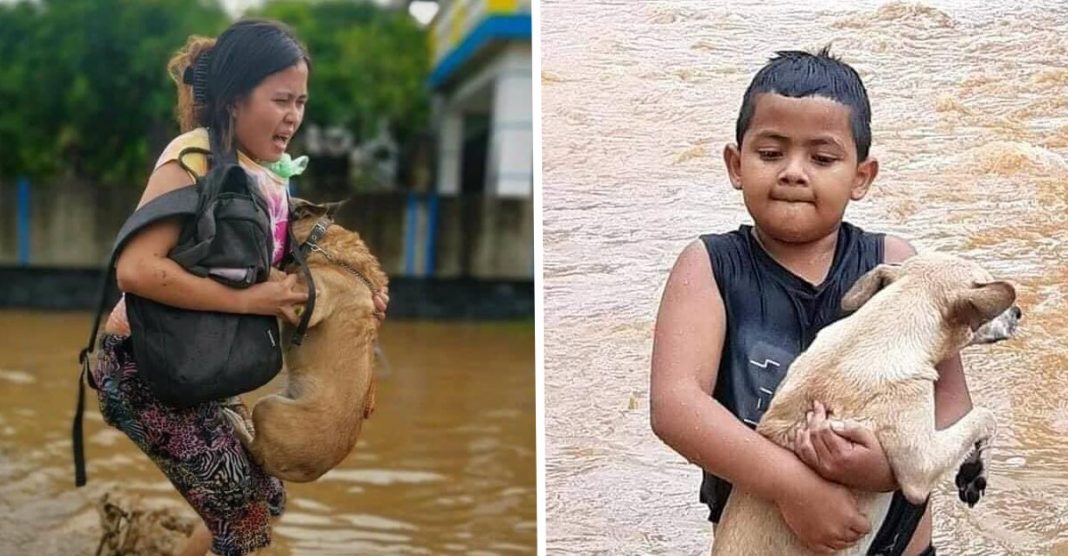 Pessoas salvam animais mesmo correndo risco de vida no meio do furacão Eta na América Central