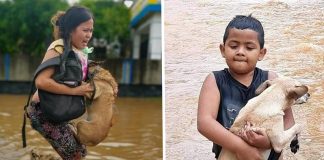 Pessoas salvam animais mesmo correndo risco de vida no meio do furacão Eta na América Central