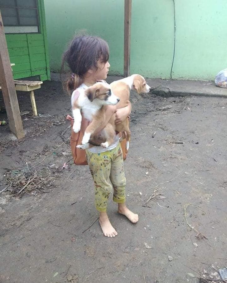 inspiringlife.pt - Pessoas salvam animais mesmo correndo risco de vida no meio do furacão Eta na América Central