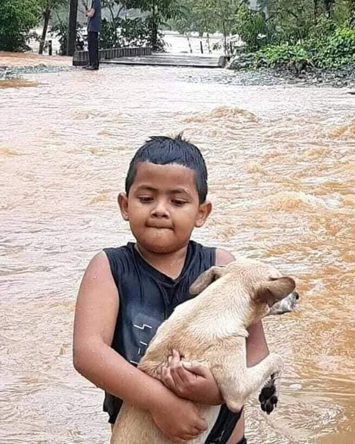 inspiringlife.pt - Pessoas salvam animais mesmo correndo risco de vida no meio do furacão Eta na América Central